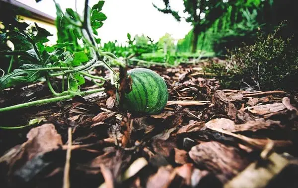 watermelonnaterra pixabay otimizado