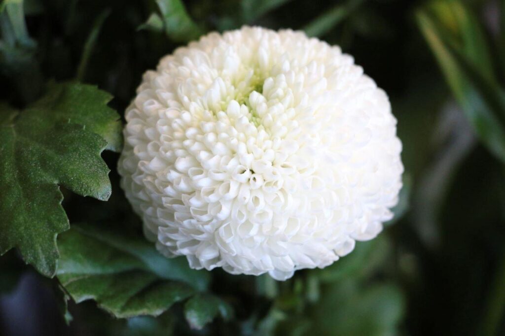 flor branca do crisantemo