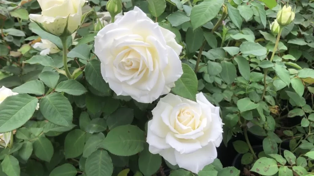 white rose Nurserylive