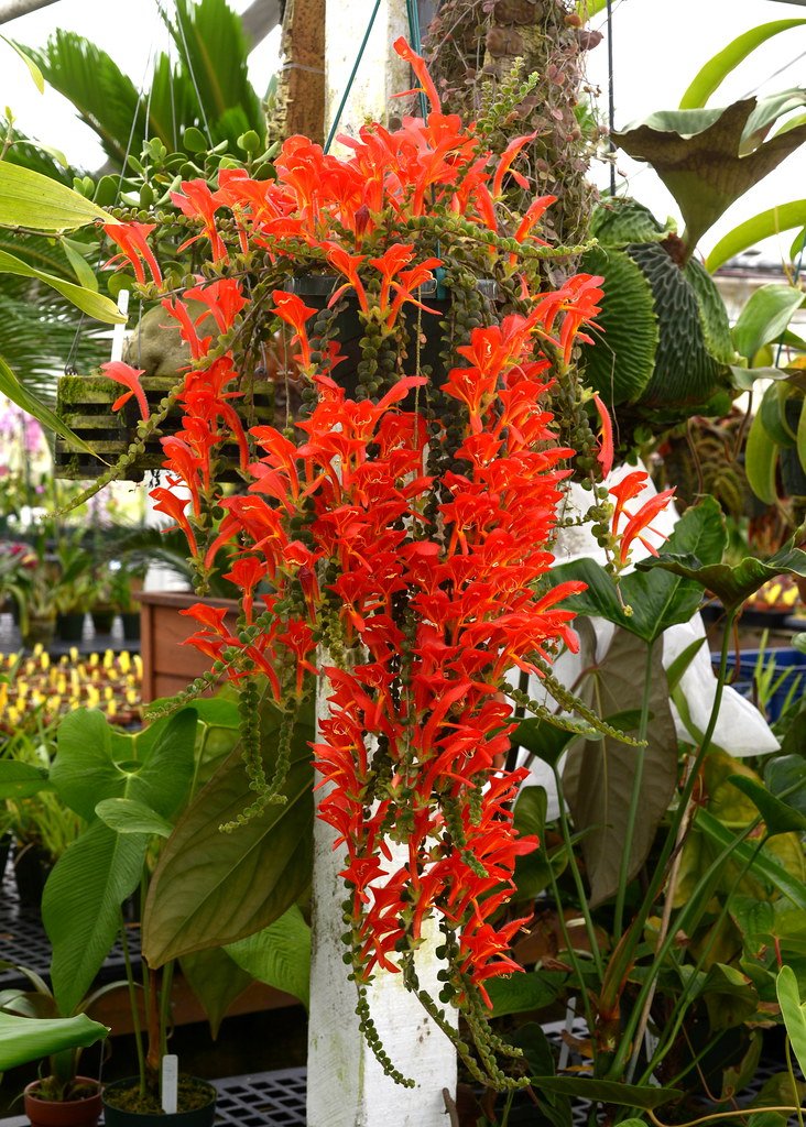 Flores vermelhas de columéia