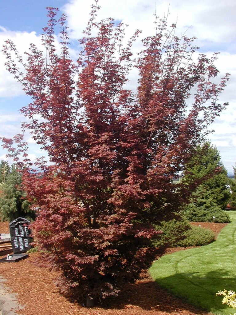 A. palmatum 'Twombly's Red Sentinel'