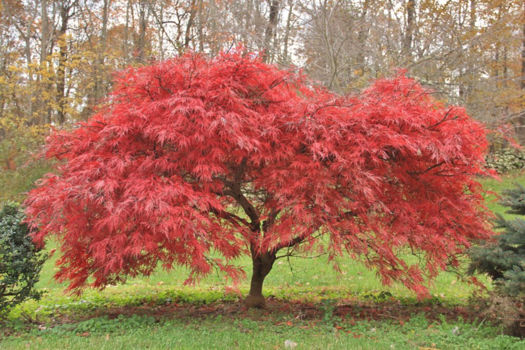 árvore vordo com folhas vermelhas e copa larga