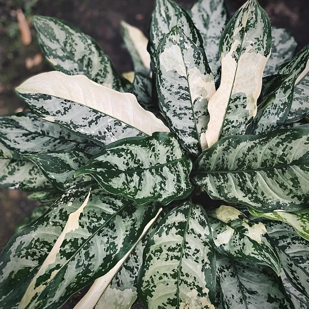 Plantas variegadas: Aglaonema Silver Queen variegata