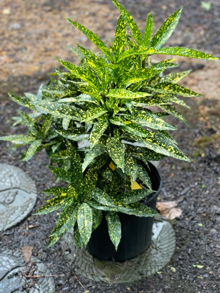 Plantas variegadas: Aucuba japonica