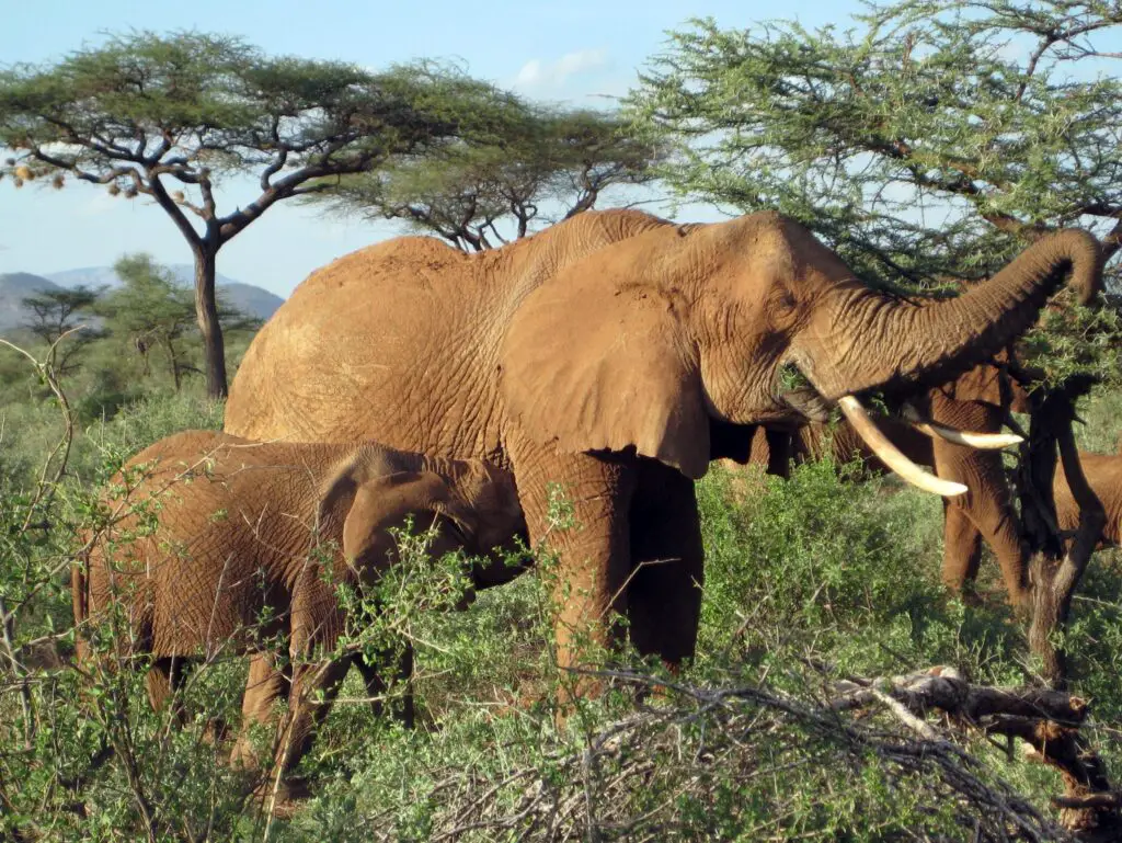 elefantes comendo acácias