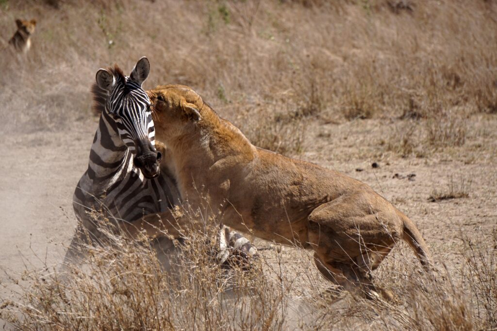 leão caçando zebra