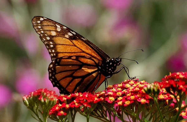 borboleta da lagarta monarca