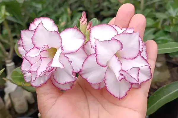 Adenium Babalu Varanda D flores