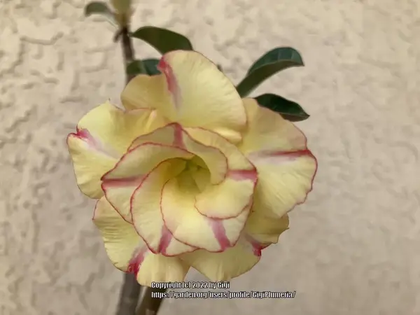 Adenium Pineapple Rose The National Gardening Association