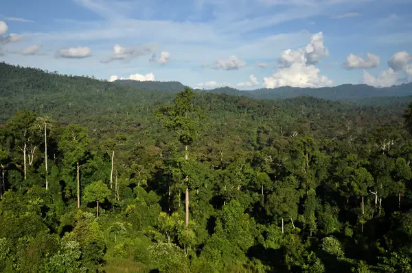 floresta tropical