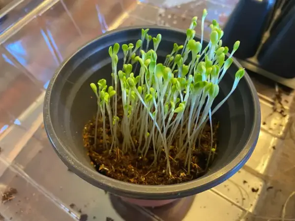 plantas estioladas crescendo