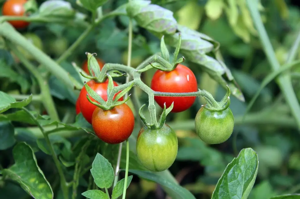 Cultivo de Tomate Cereja Em Substrato: Uma Técnica Inovadora para Aumentar a Produtividade
