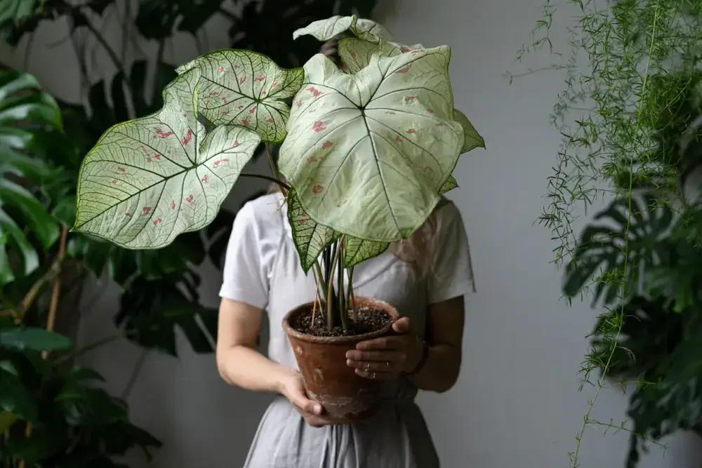 Planta de folhas grandes: Caladium spp.