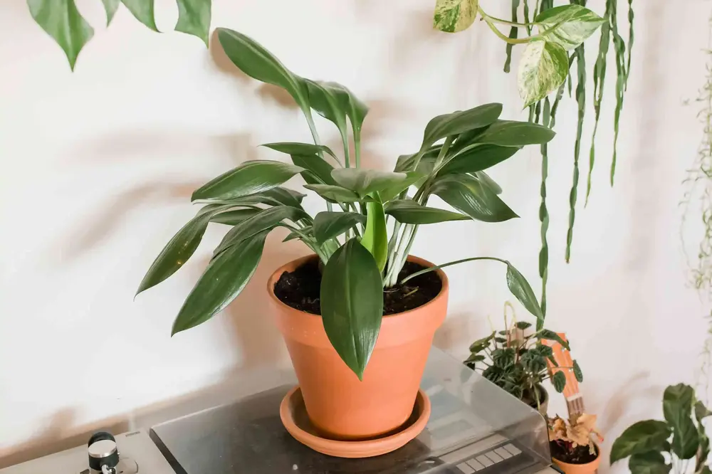 Planta de folhas grandes: Aspidistra elatior