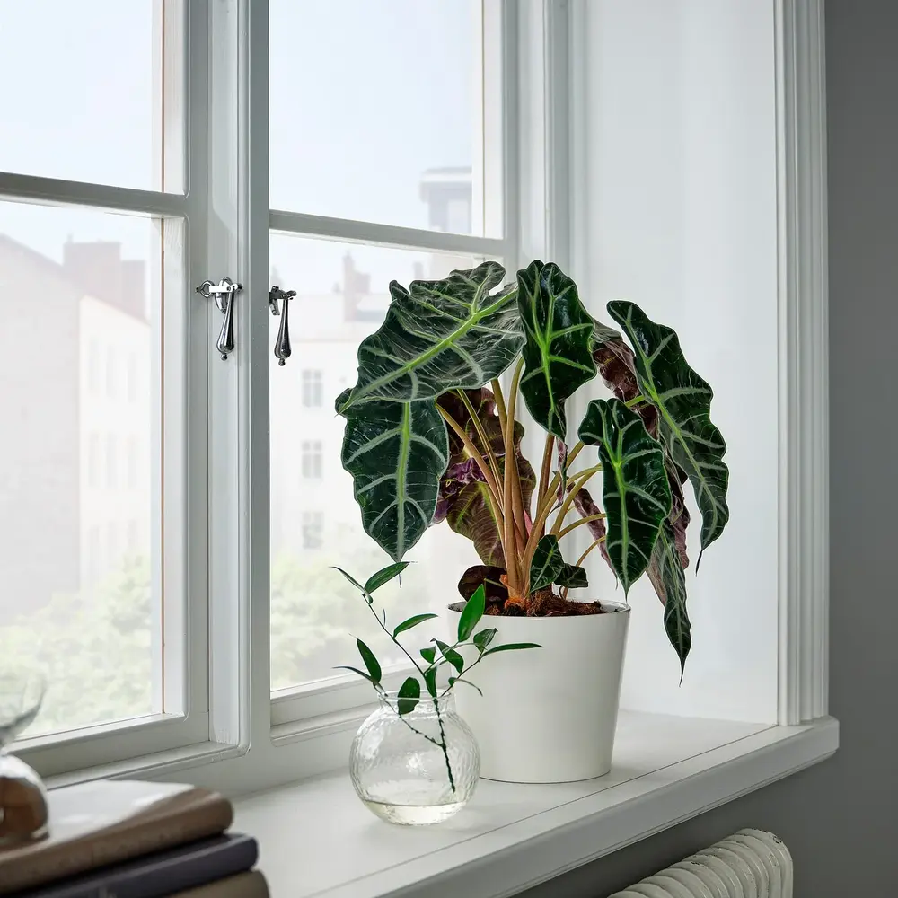 Planta de folhas grandes: Alocasia amazonica