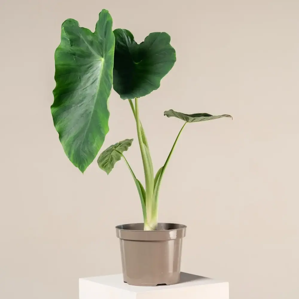 Planta de folhas grandes: Colocasia esculenta