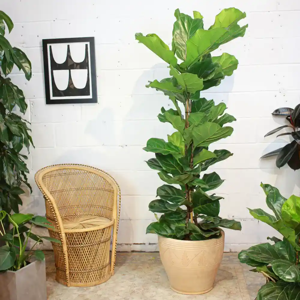 Planta de folhas grandes: Ficus lyrata