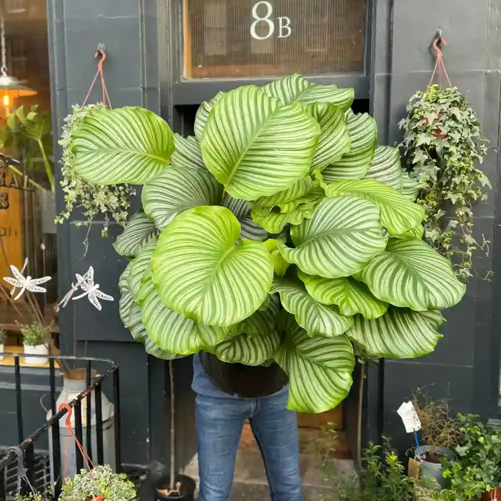 Planta de folhas grandes: Calathea orbifolia