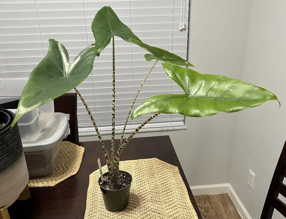 Planta de folhas grandes: Alocasia zebrina