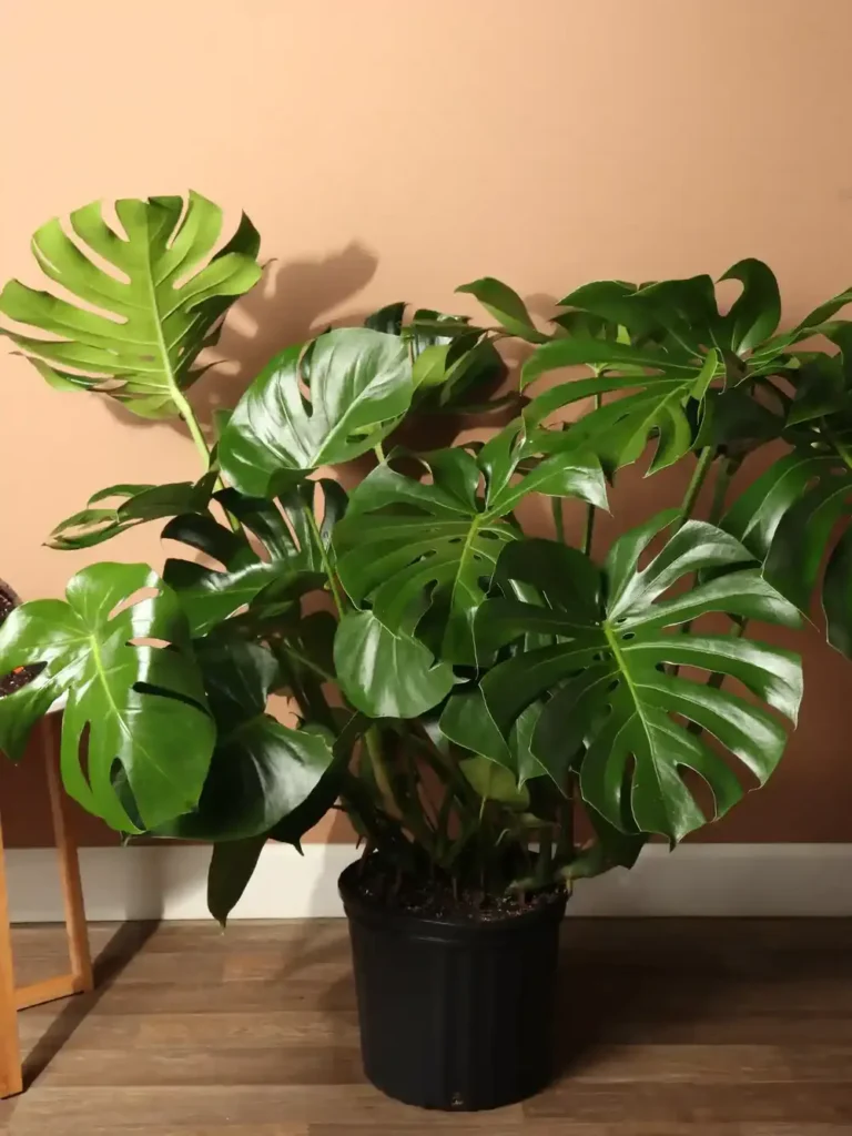 Planta de folhas grandes: Monstera deliciosa