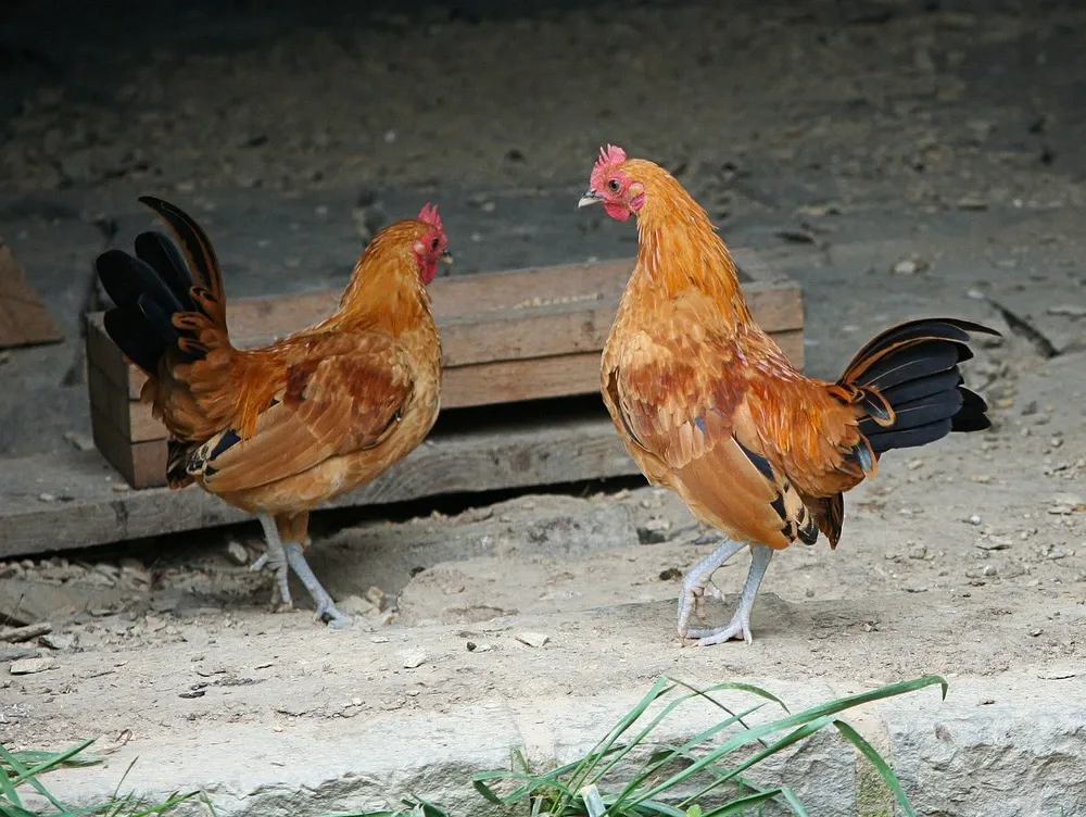 Galinhas no jardim da raça Bantam