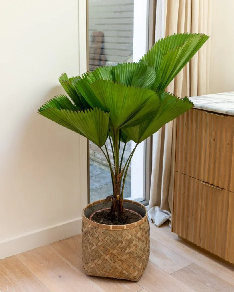 Planta de folhas grandes: Licuala grandis