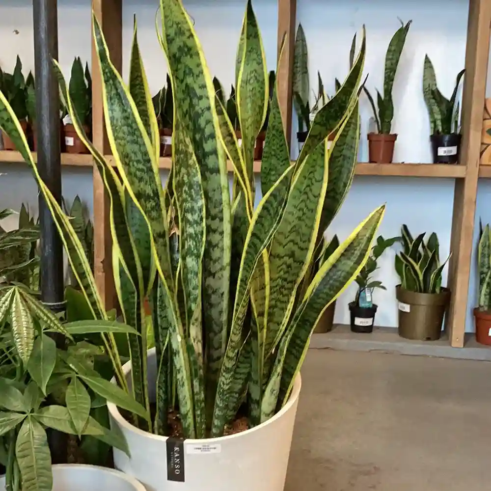 Planta de folhas grandes: Dracaena trifasciata