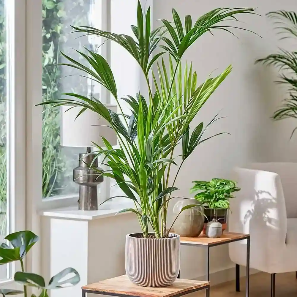 Planta de folhas grandes: Howea forsteriana