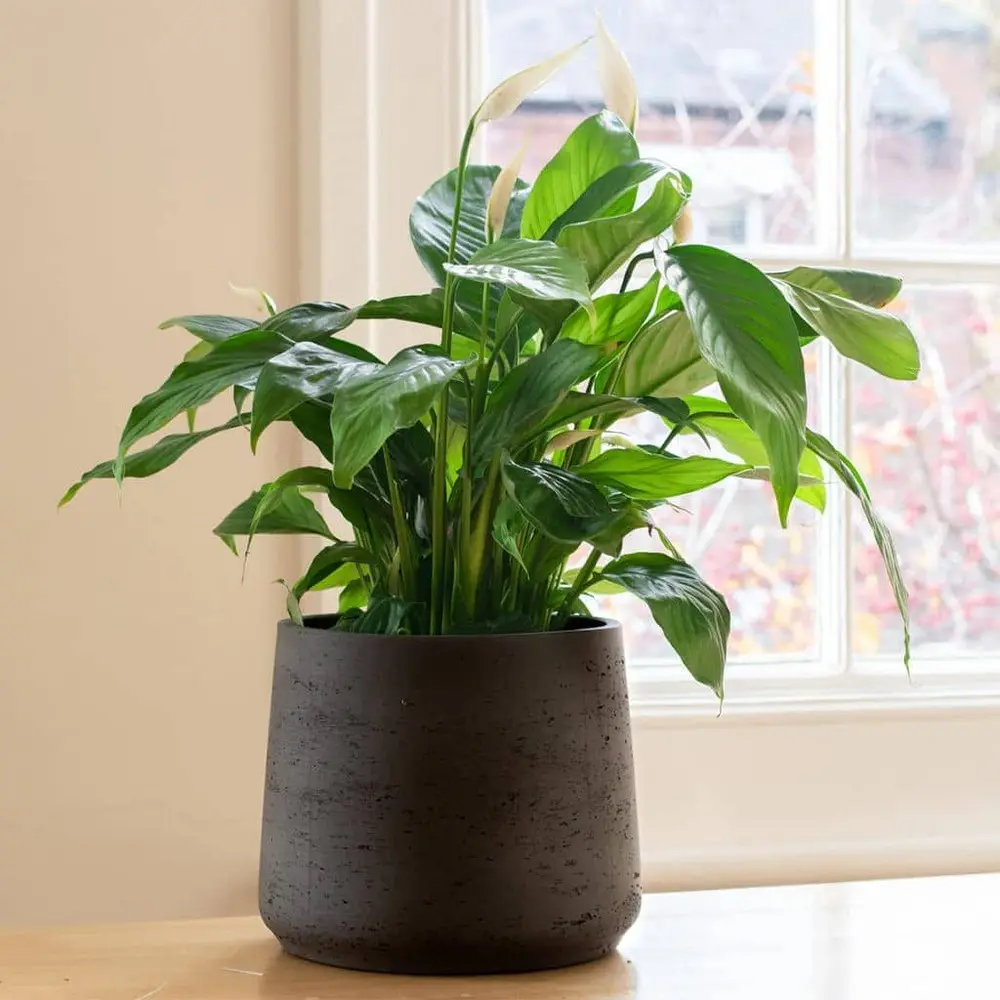 Planta de folhas grandes: Spathiphyllum spp