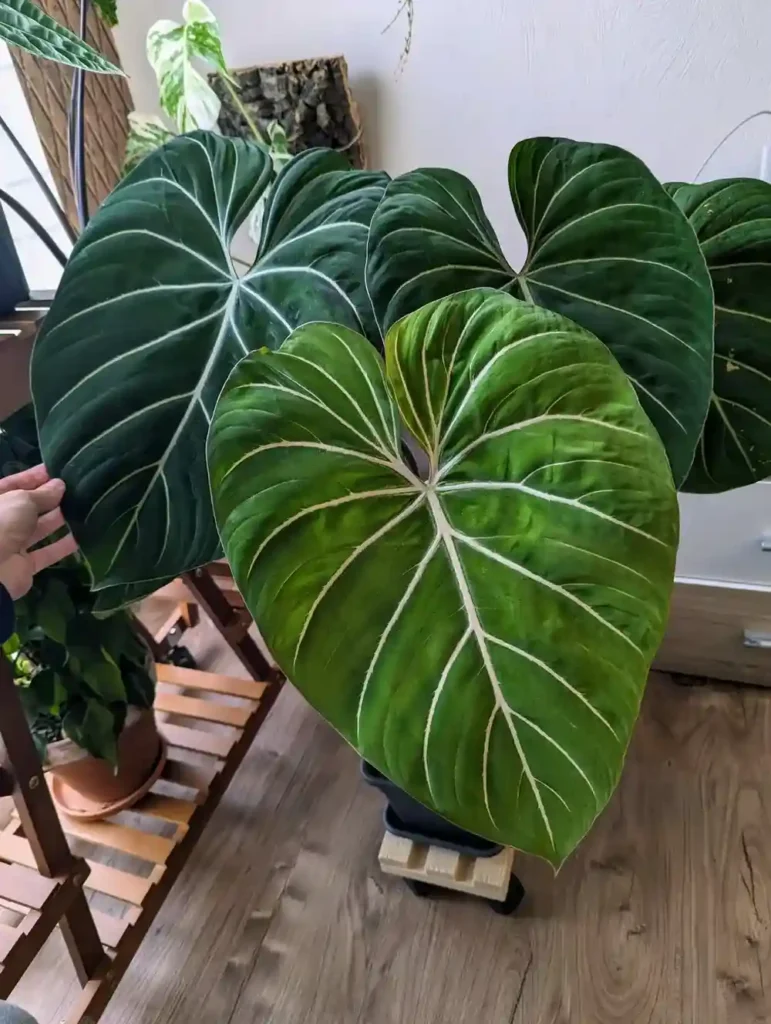 Planta de folhas grandes: Philodendron gloriosum