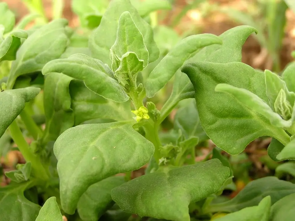 Espinafre-da-Nova-Zelândia (Tetragonia tetragonoides)