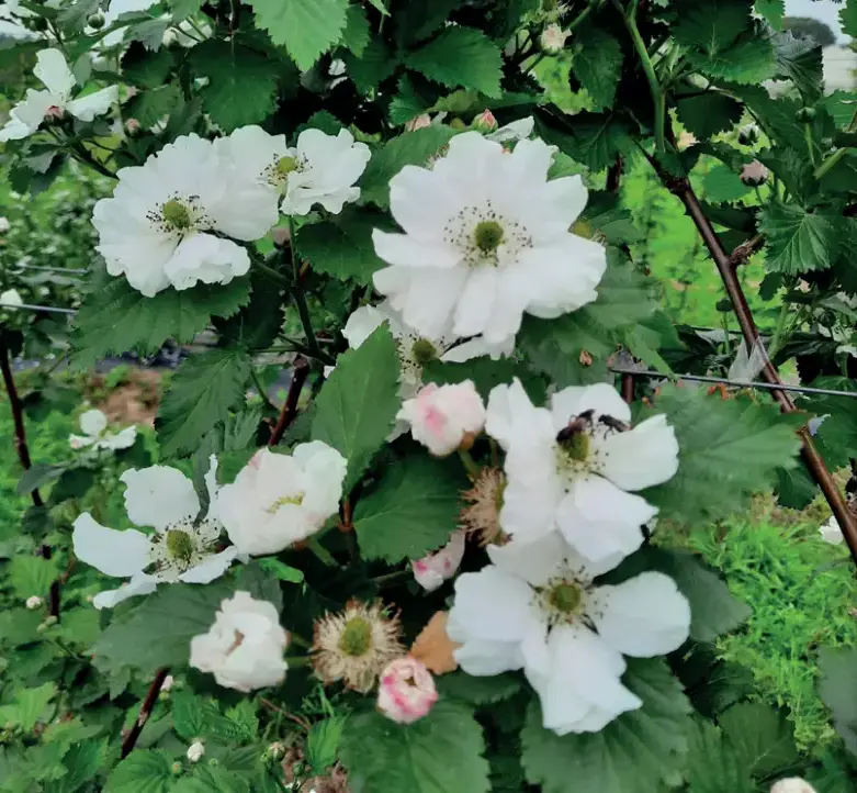 flores da amora BRS Karajá