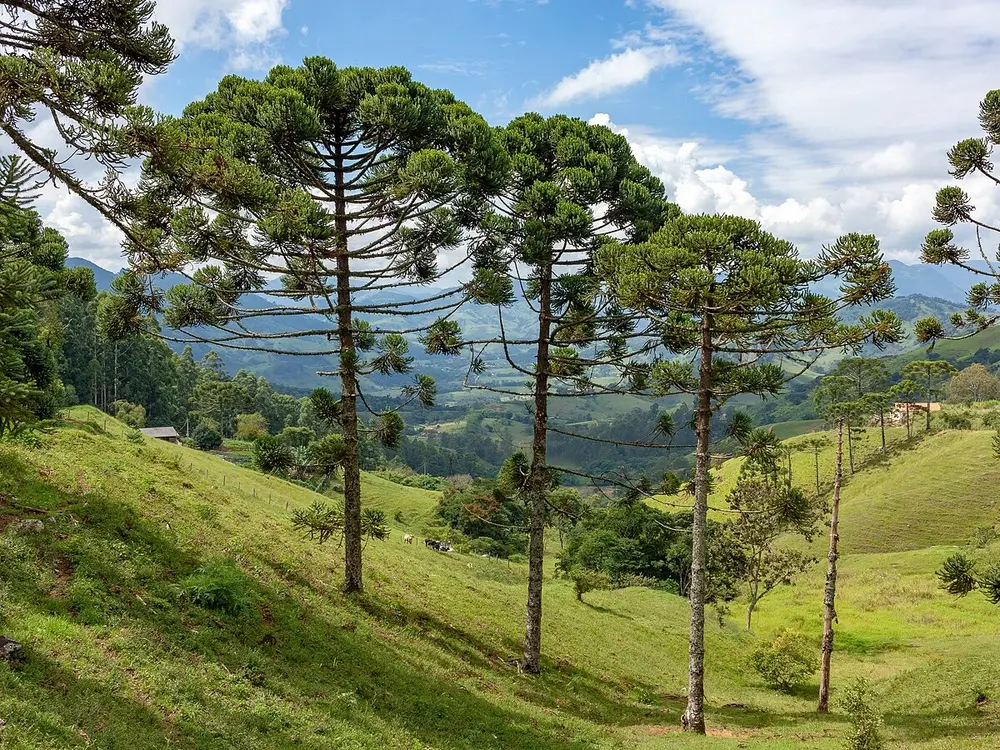 Araucaria angustifolia