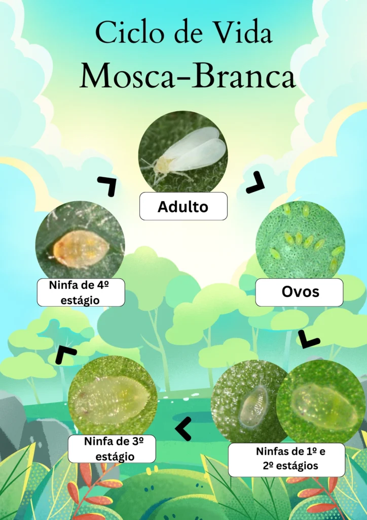 ciclo de vida da mosca-branca