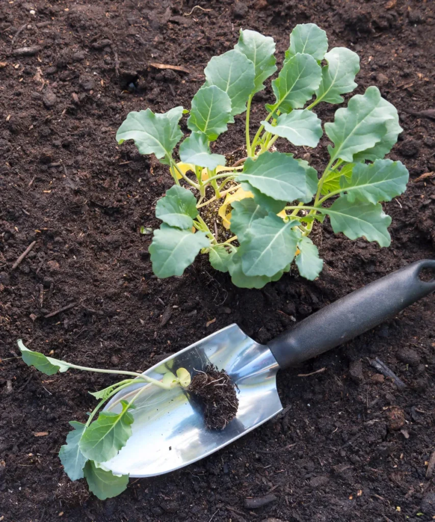Gardeningetc otimiz