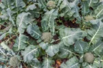 cultivar brócolis