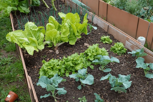 companion plants on raised bed 600nw 2442456041