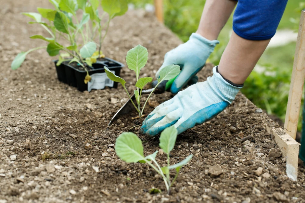 plantando brocolis
