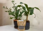 fertilizante da embrapa